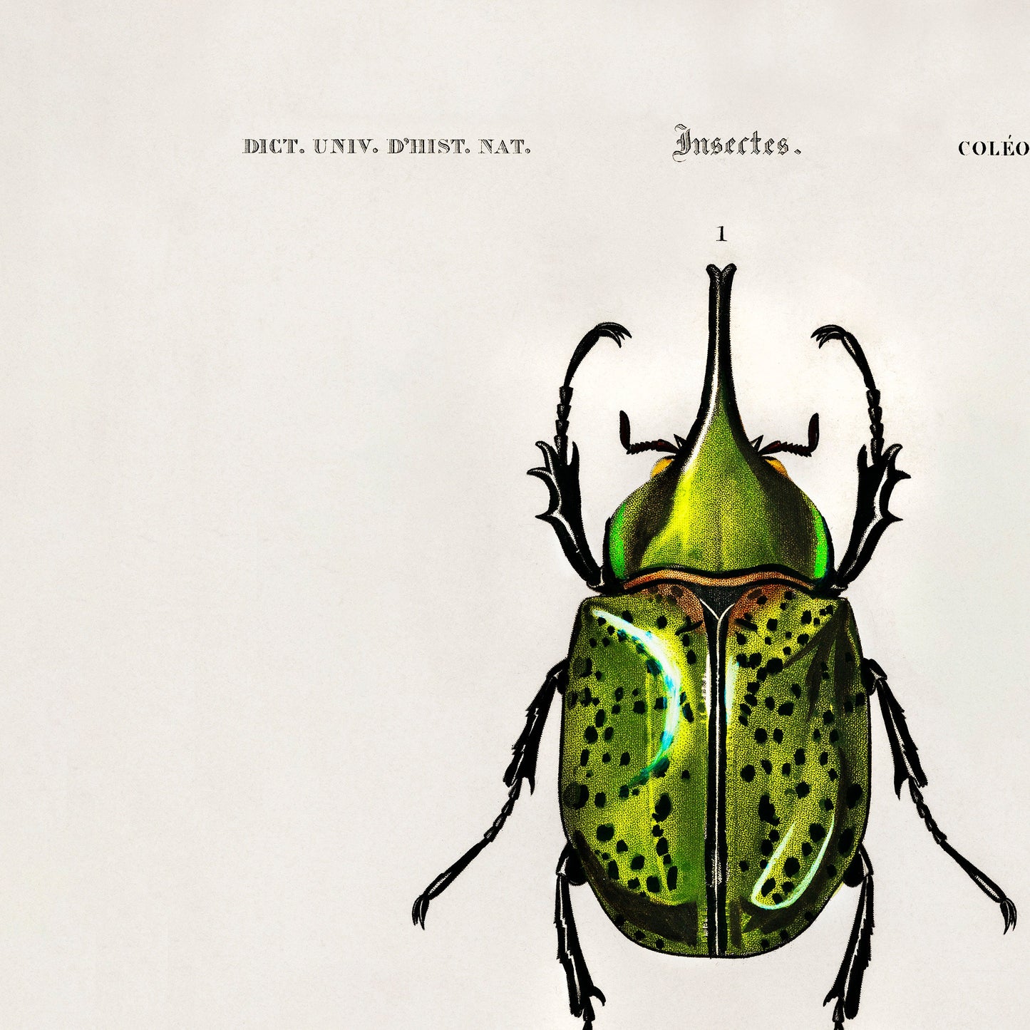 Vintage Beetle Insect Print