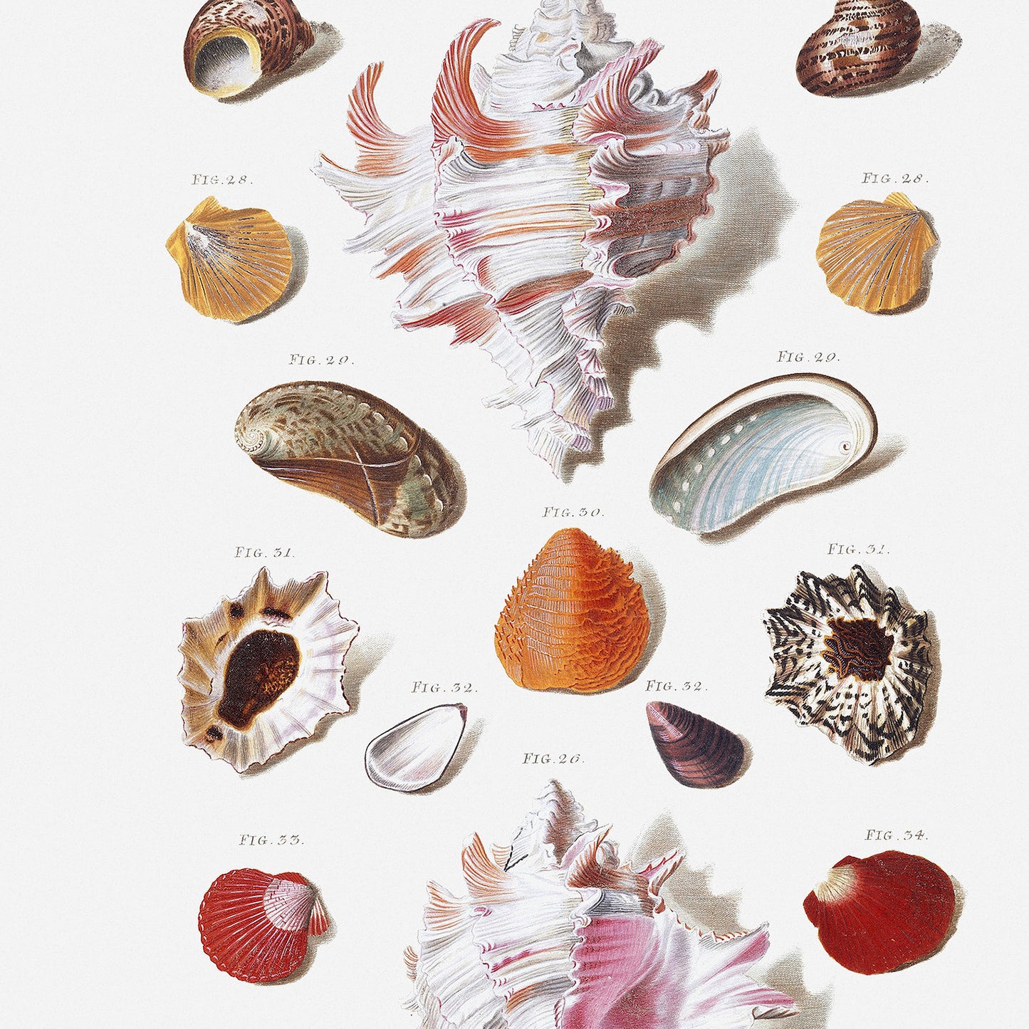 Seashells Wall Art | Vintage Beach Print | Large Wall Art | Bathroom Decor | Holiday Poster