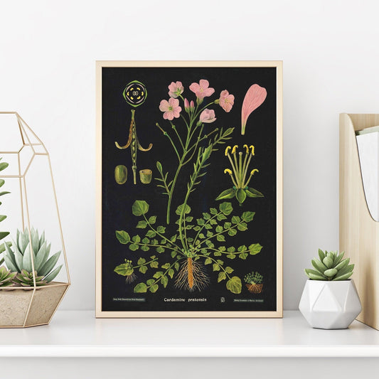 Botanical Art Print | Nature Prints | Jung Koch Quentell | Boho Apartment Decor | Gifts for Gardeners