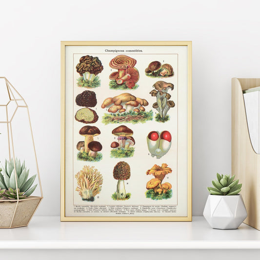 Mushrooms Art Print | Vintage Fungi Illustration | Large Botanical Wall Chart | French Gastronomy Art | Fall Home Decor