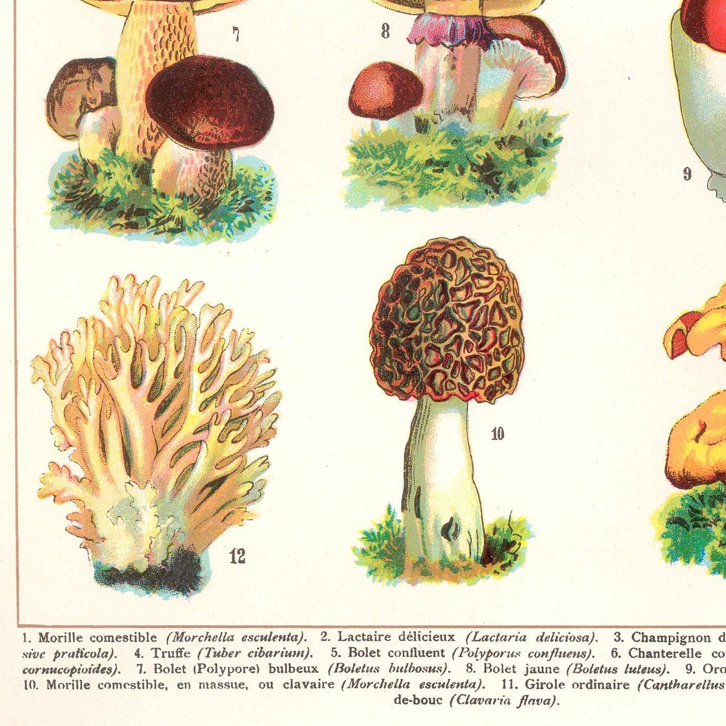 Mushrooms Art Print | Vintage Fungi Illustration | Large Botanical Wall Chart | French Gastronomy Art | Fall Home Decor