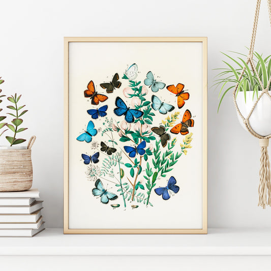 Blue Butterfly Art Print | Vintage Nature Print | Butterfly Poster | Large Wall Decor | Modern Home Decor