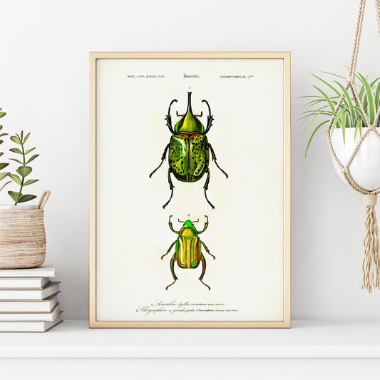 Vintage Beetle Insect Print