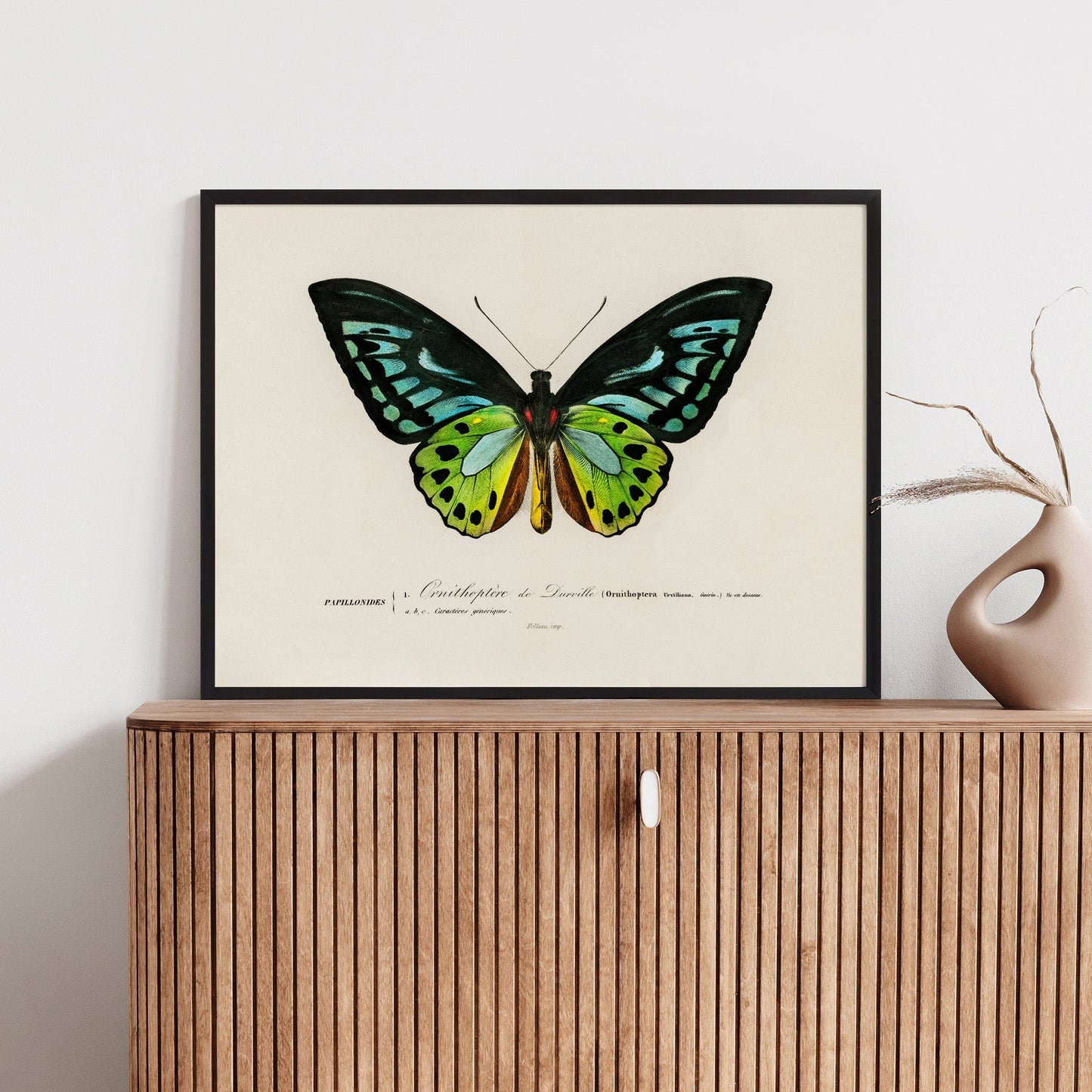 Birdwing Butterfly Art Print