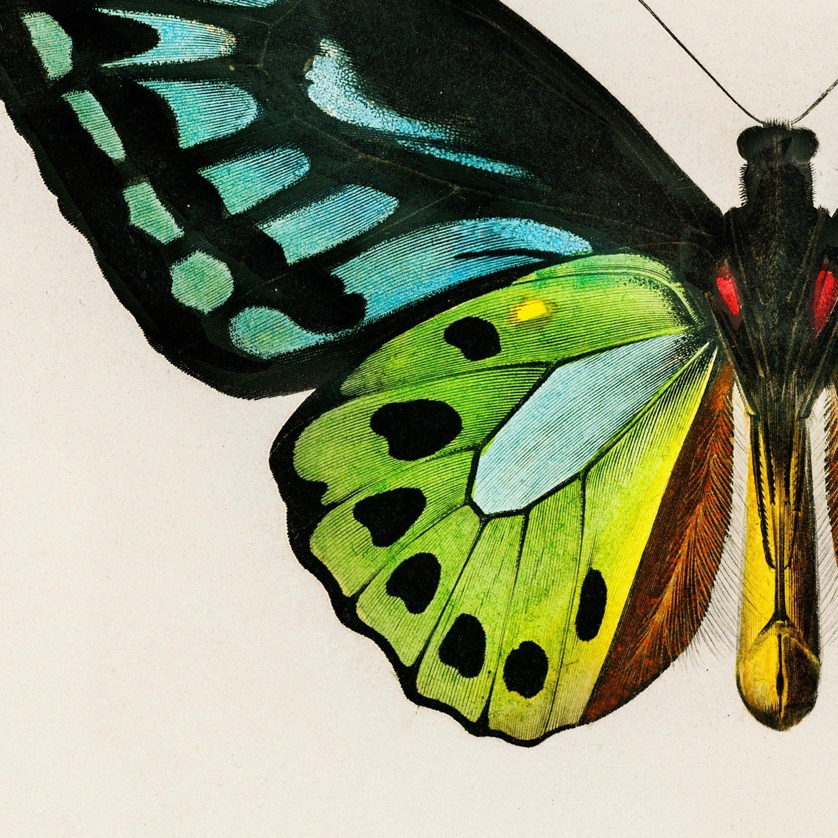 Butterfly Art Print | Minimalist Nature Print | Green Butterfly Art | Modern Home Decor