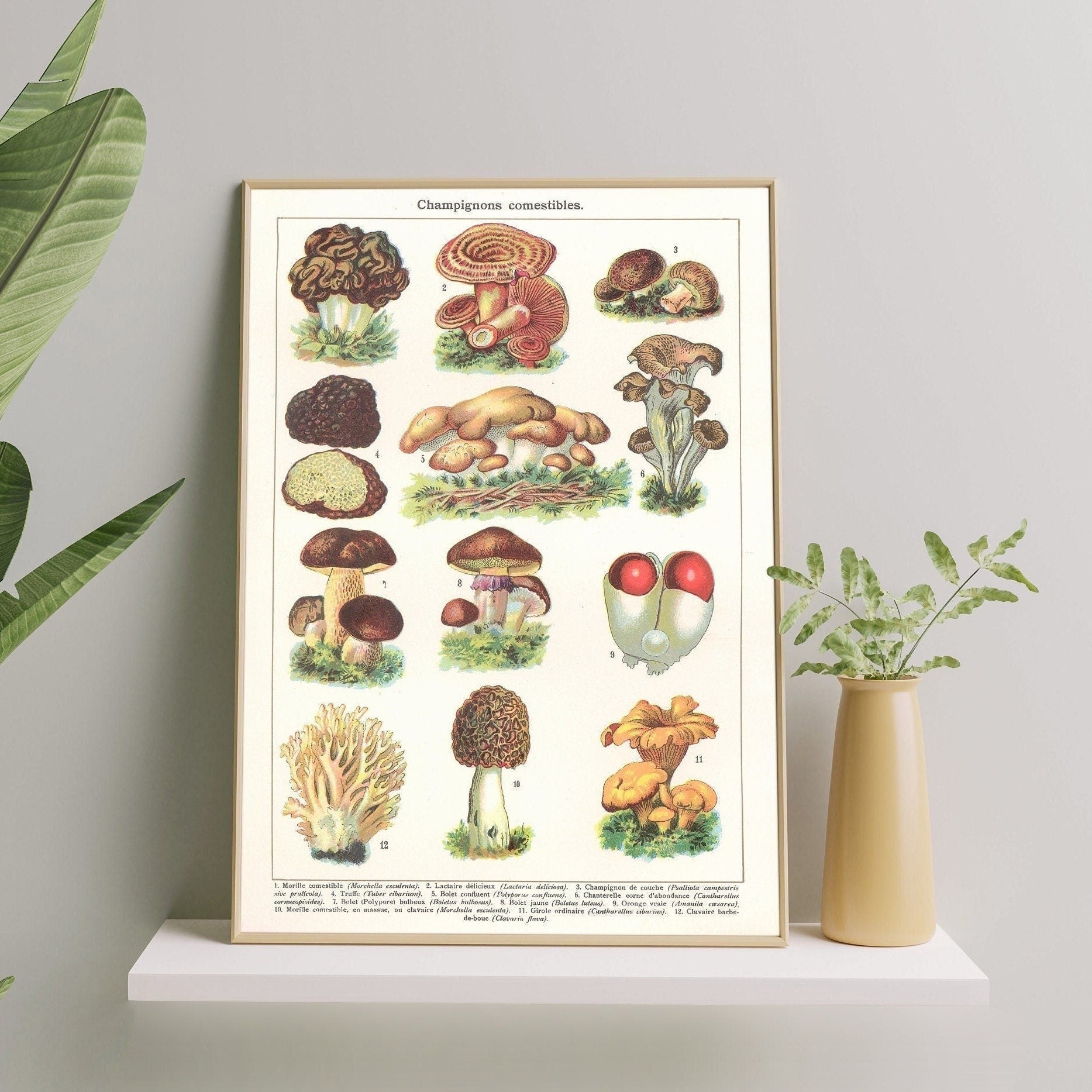 Mushrooms Art Print | Vintage Fungi Illustration | Large Botanical Wall Chart | French Gastronomy Art | Fall Home Decor