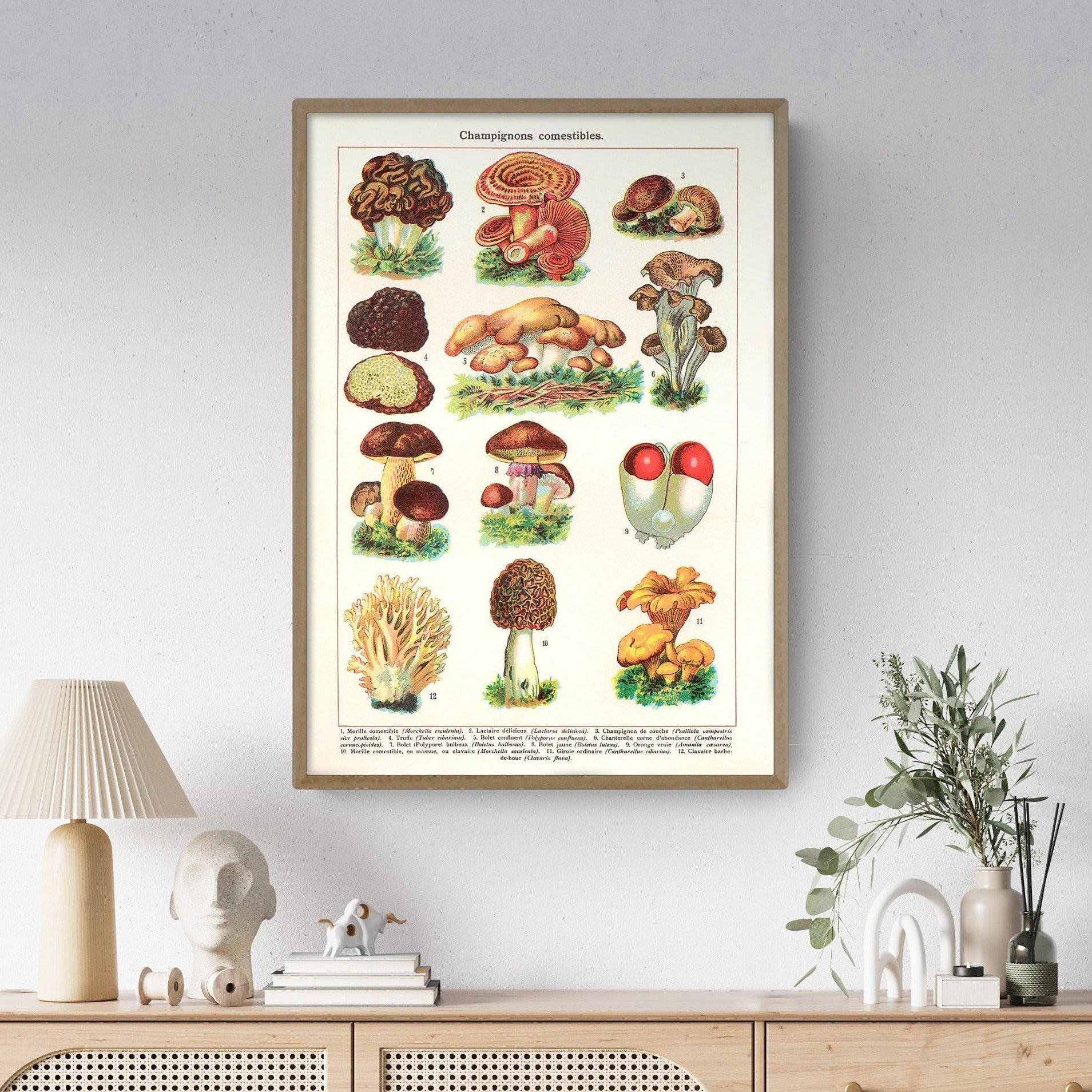 Mushrooms Art Print | Vintage Fungi Illustration | Large Botanical Wall Chart | French Gastronomy Art | Fall Home Decor