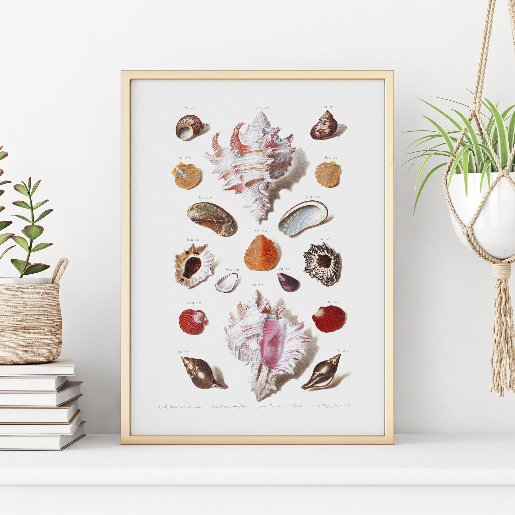 Seashells Wall Art | Vintage Beach Print | Large Wall Art | Bathroom Decor | Holiday Poster