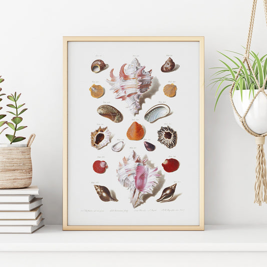 Seashells Wall Art | Vintage Beach Print | Large Wall Art | Bathroom Decor | Holiday Poster