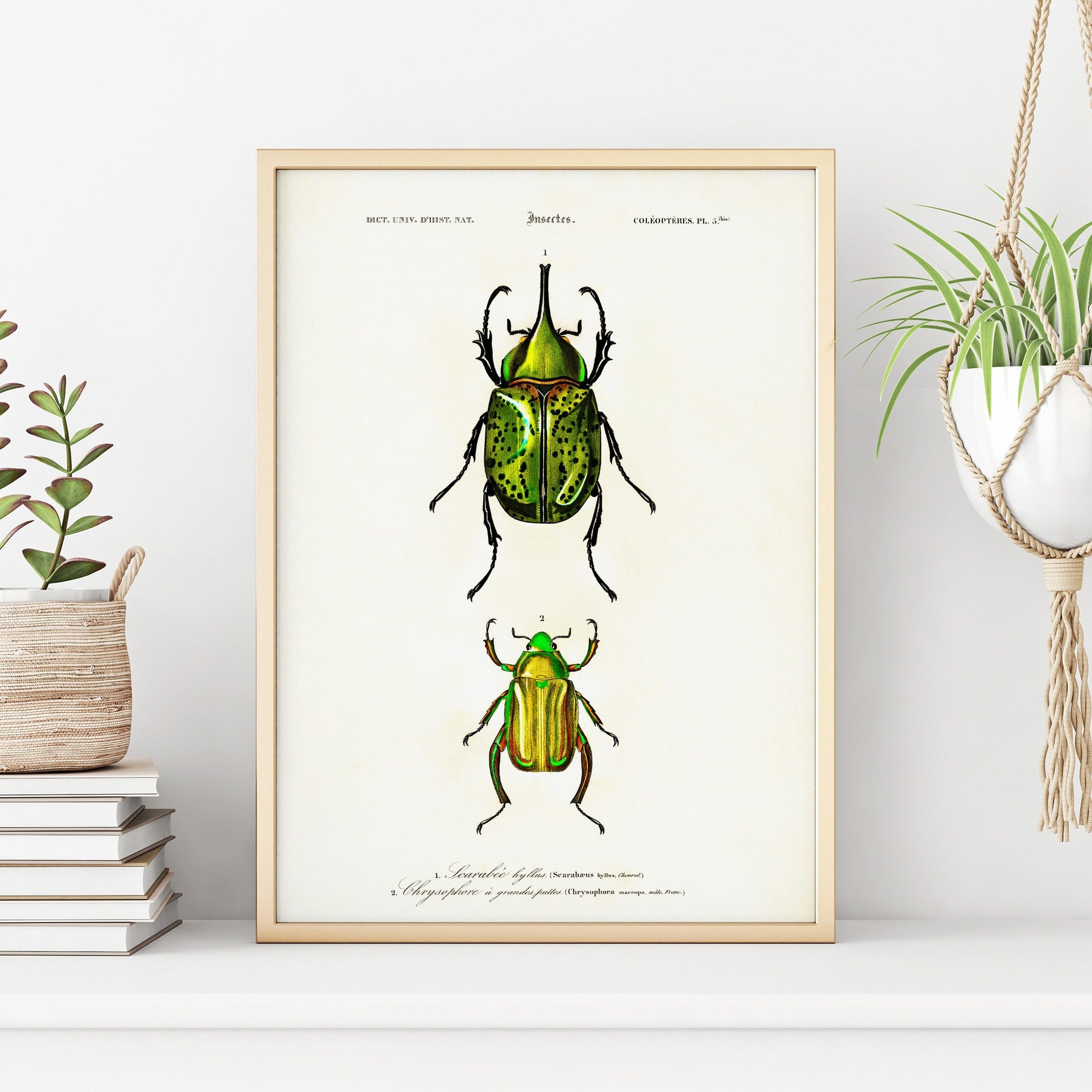 Vintage Beetle Insect Print