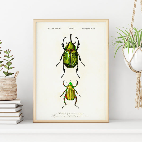 Vintage Beetle Insect Print – INK & SONS